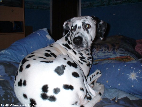 Photo de Dalmatien