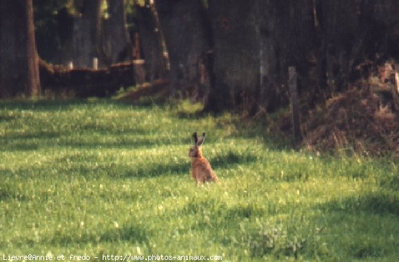 Photo de Races diffrentes