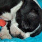 Photo de Boston terrier