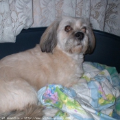 Photo de Lhassa apso