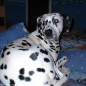 Photo de Dalmatien