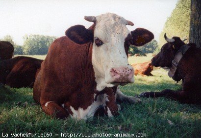 Photo de Vache