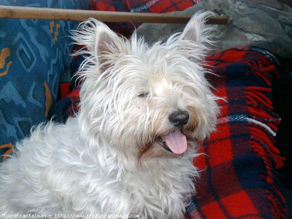 Photo de West highland white terrier