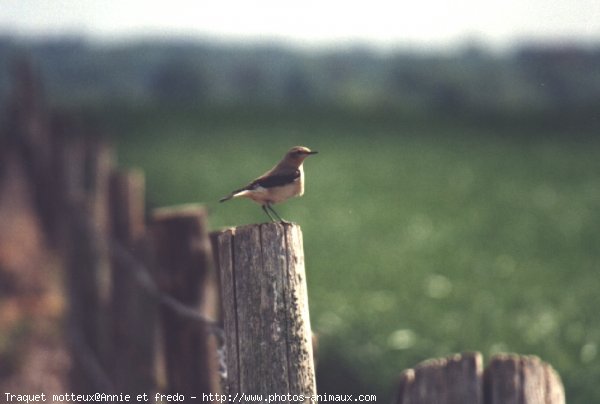 Photo de Races diffrentes