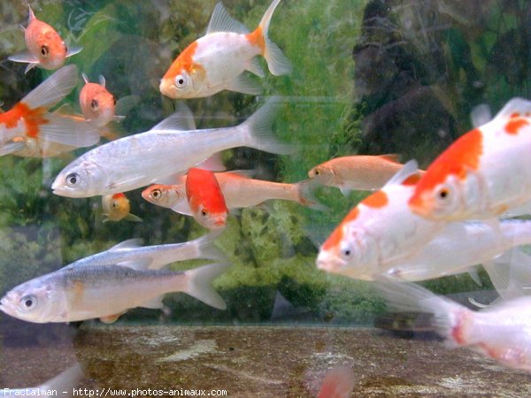 Photo de Poissons rouges