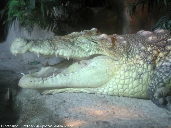 Photo de Crocodile