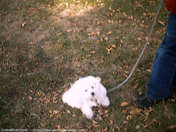 Photo de Bichon maltais