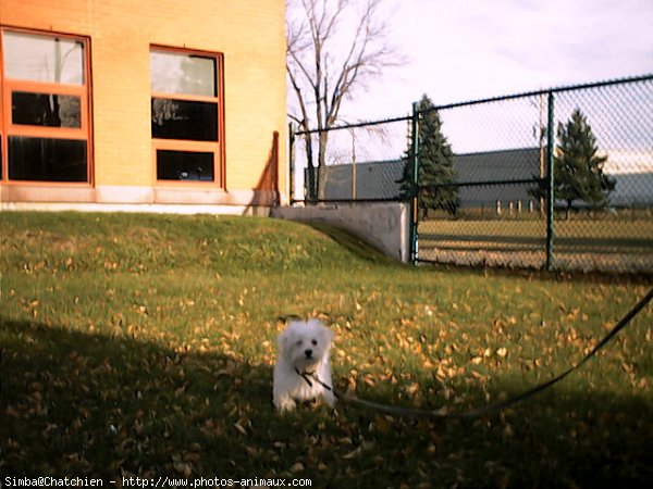 Photo de Bichon maltais