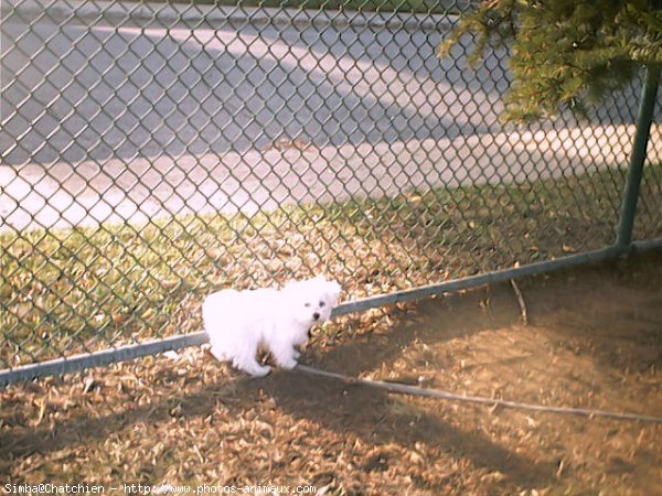 Photo de Bichon maltais