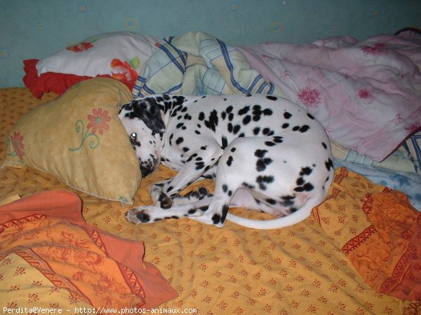 Photo de Dalmatien