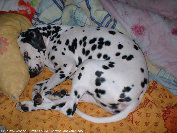 Photo de Dalmatien