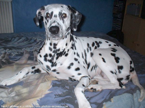 Photo de Dalmatien