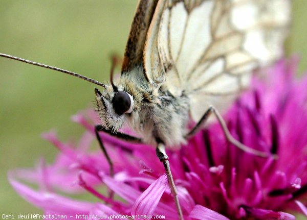 Photo de Papillon