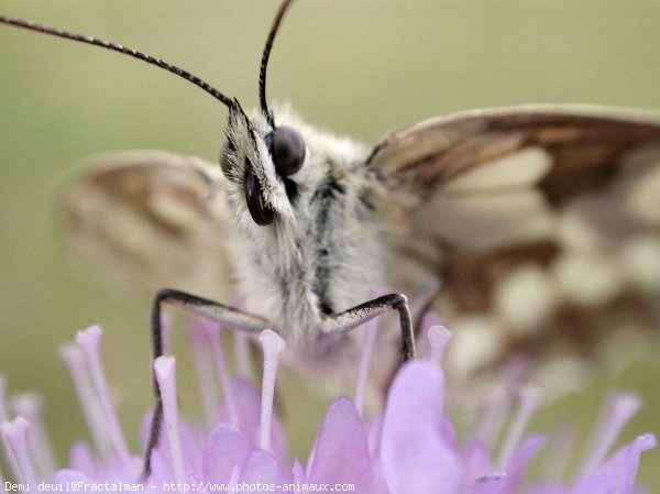 Photo de Papillon