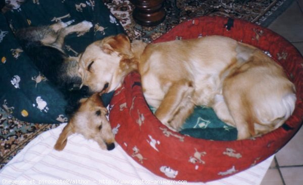 Photo de Golden retriever