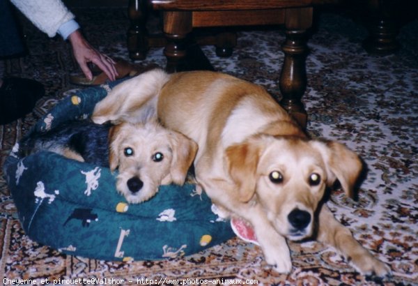 Photo de Golden retriever