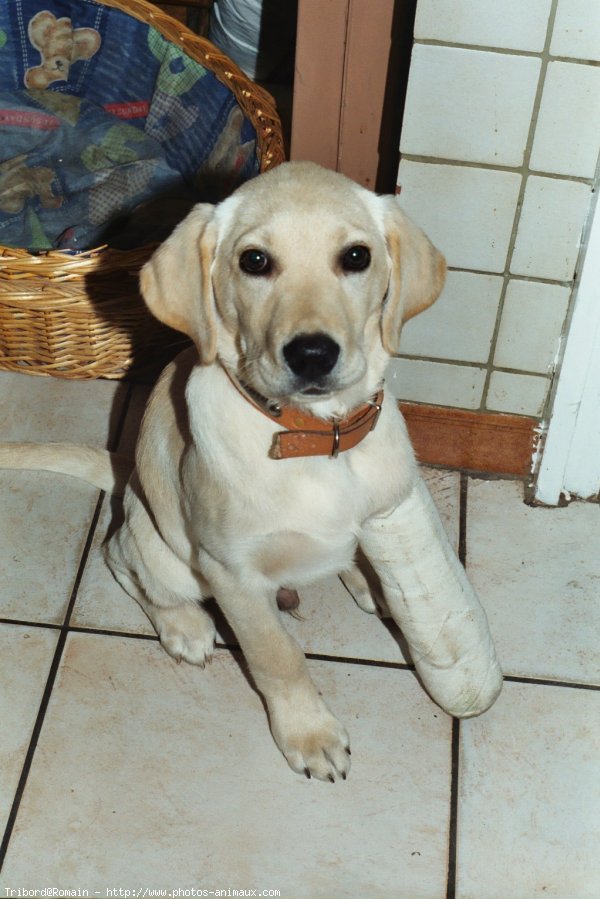 Photo de Labrador retriever