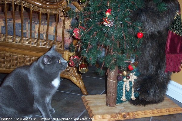 Photo de Chartreux