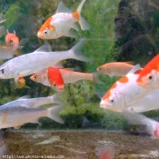 Photo de Poissons rouges