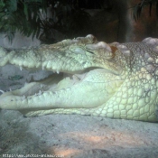 Photo de Crocodile