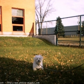 Photo de Bichon maltais