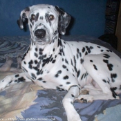 Photo de Dalmatien