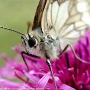 Photo de Papillon