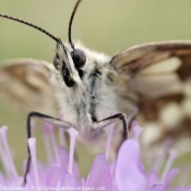 Photo de Papillon