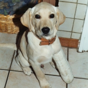 Photo de Labrador retriever