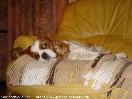 Photo de Cavalier king charles spaniel