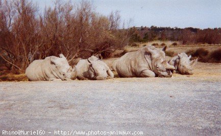 Photo de Rhinocros