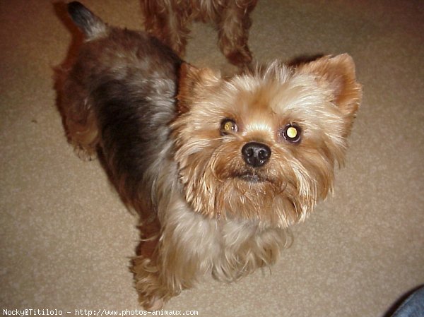 Photo de Yorkshire terrier