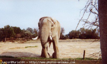 Photo d'Elphant d'afrique