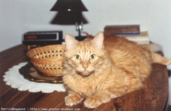 Photo d'European shorthair