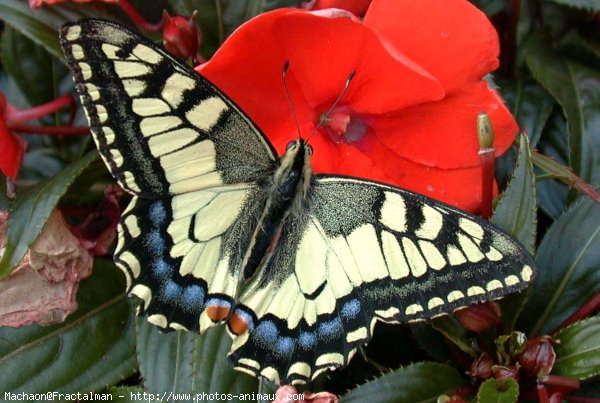 Photo de Papillon - machaon