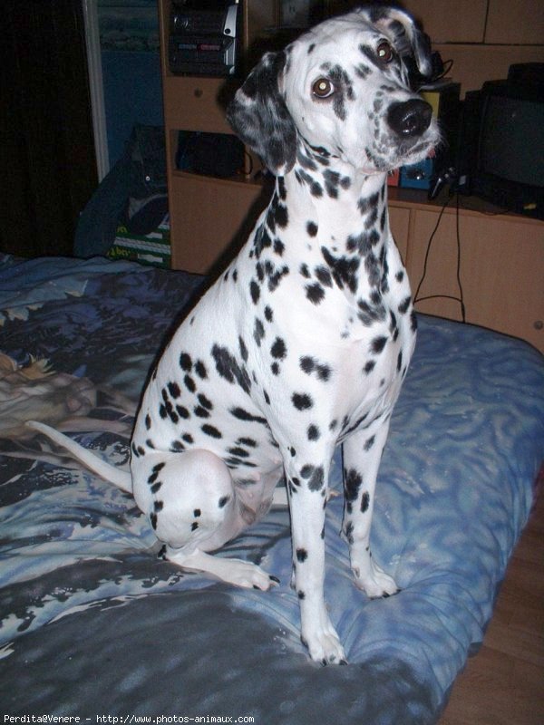 Photo de Dalmatien