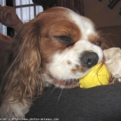 Photo de Cavalier king charles spaniel