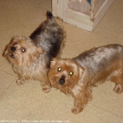 Photo de Yorkshire terrier