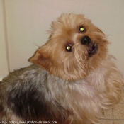 Photo de Yorkshire terrier