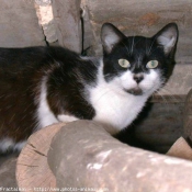 Photo de Chat domestique