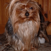 Photo de Yorkshire terrier