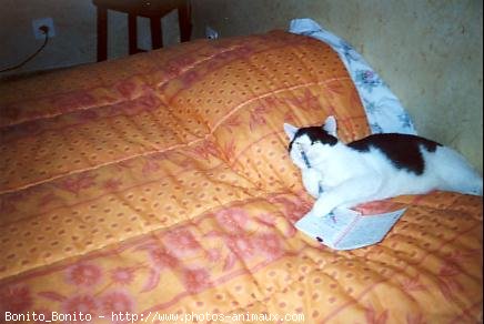 Photo de Chat domestique