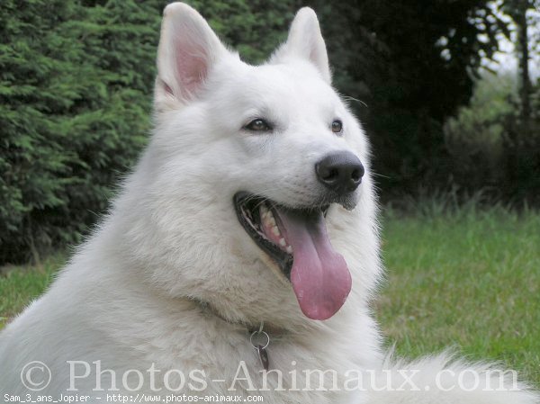 Photo de Berger blanc suisse