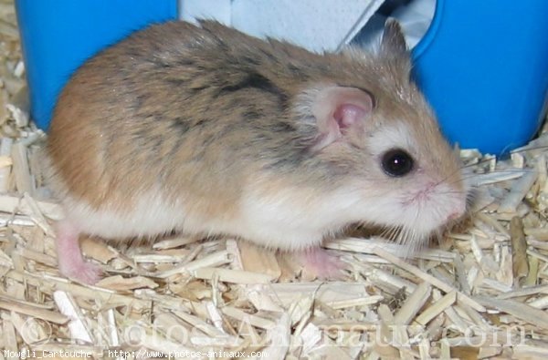 Photo de Hamster