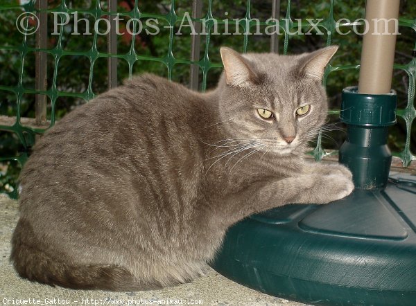 Photo de Chat domestique