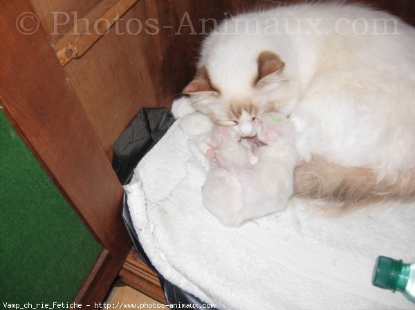 Photo de Ragdoll