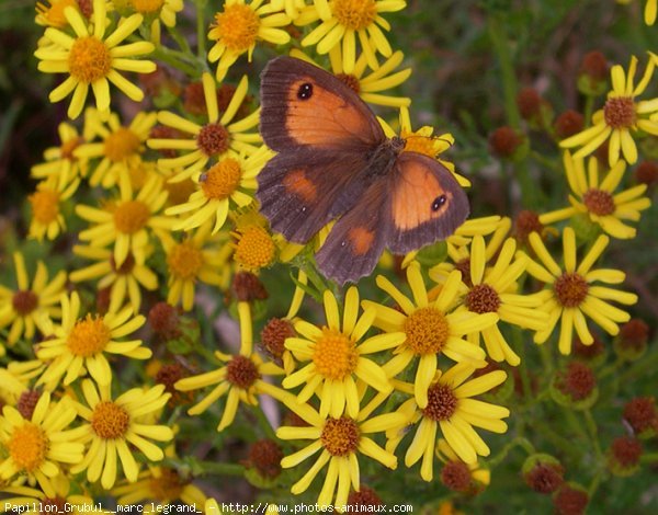 Photo de Papillon