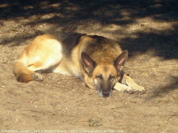 Photo de Berger allemand  poil court