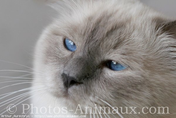 Photo de Sacr de birmanie