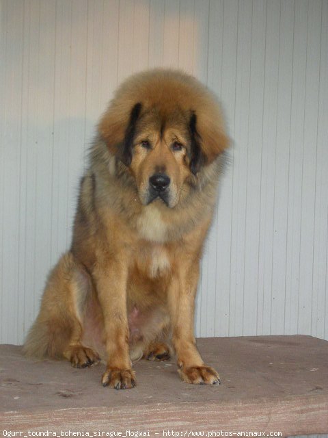 Photo de Dogue du tibet